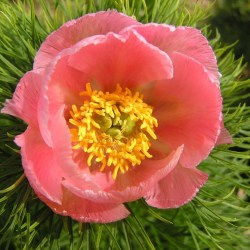 P. tenuifolia Rosea, em